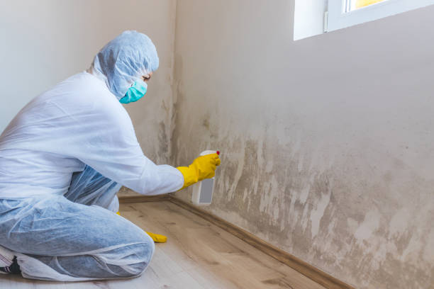 Licensed Attic Mold Removal service in Alexandria, KY - WQB Mold Removal