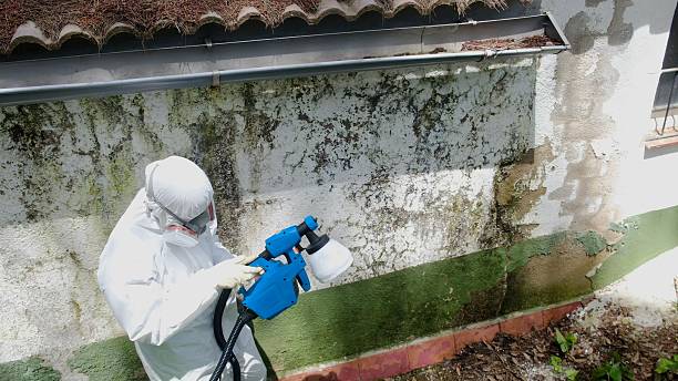 Top rated local Attic Mold Removal specialists in Alexandria, KY